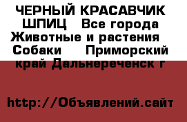 ЧЕРНЫЙ КРАСАВЧИК ШПИЦ - Все города Животные и растения » Собаки   . Приморский край,Дальнереченск г.